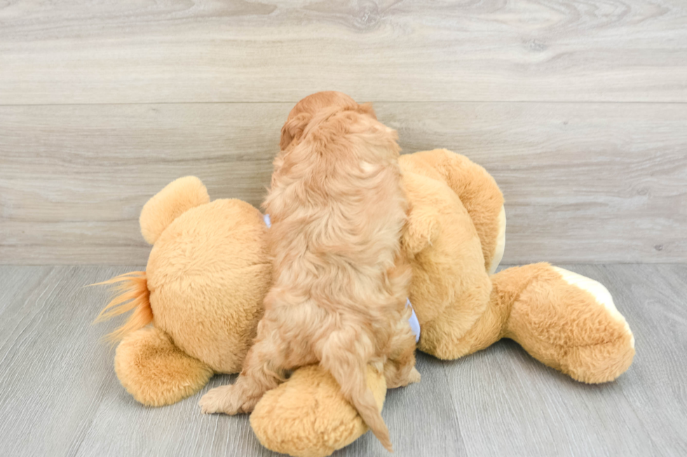 Best Cavapoo Baby