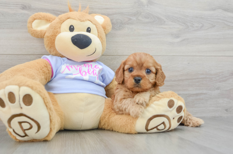 5 week old Cavapoo Puppy For Sale - Lone Star Pups