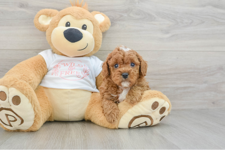 Cavapoo Puppy for Adoption