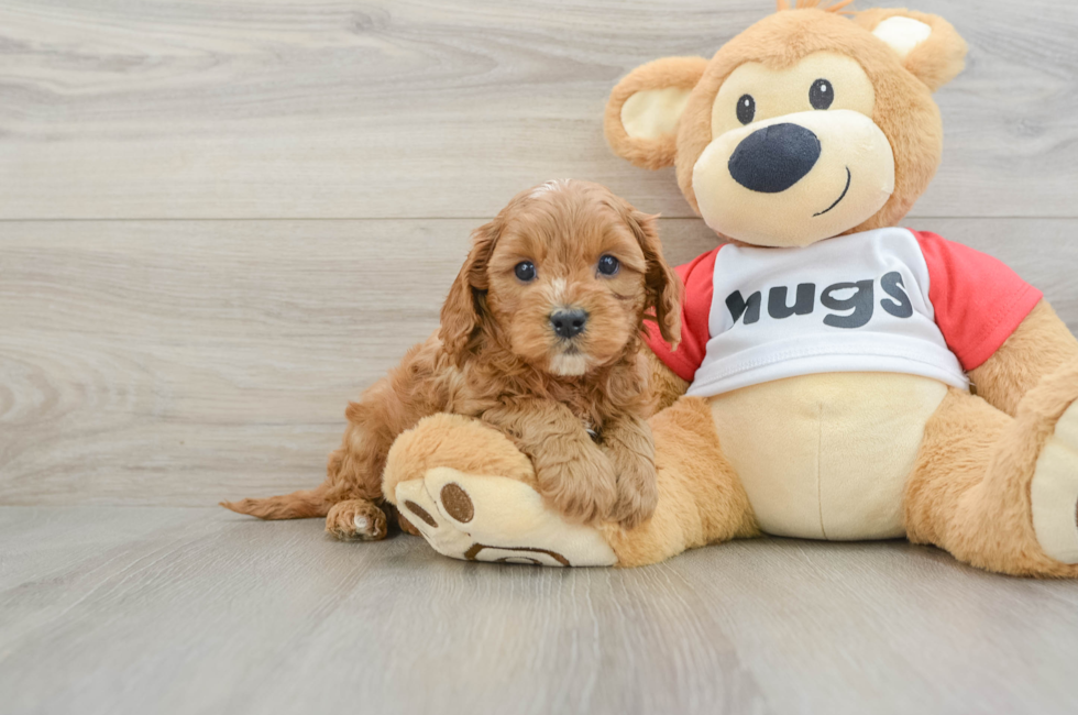 6 week old Cavapoo Puppy For Sale - Lone Star Pups