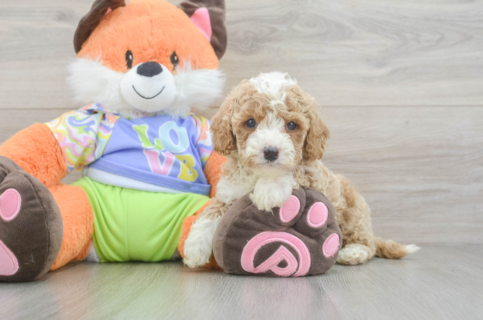 6 week old Cavapoo Puppy For Sale - Lone Star Pups