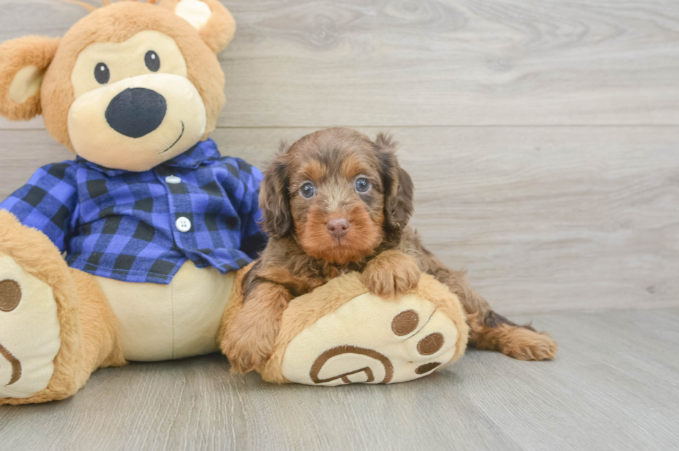 5 week old Cavapoo Puppy For Sale - Lone Star Pups