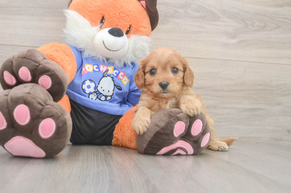 5 week old Cavapoo Puppy For Sale - Lone Star Pups