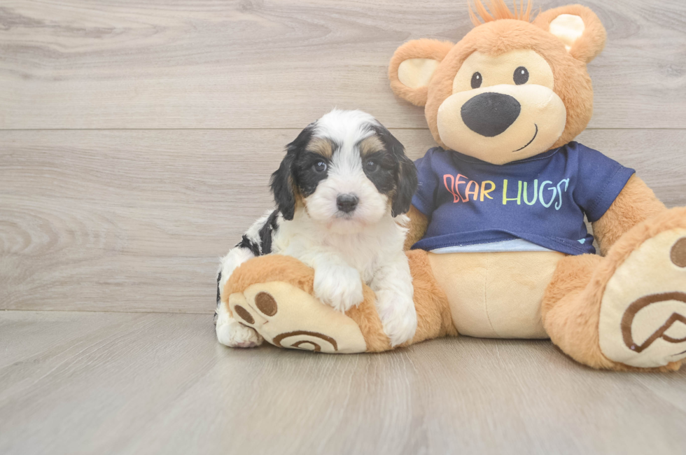 6 week old Cavapoo Puppy For Sale - Lone Star Pups