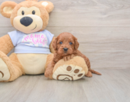 7 week old Cavapoo Puppy For Sale - Lone Star Pups