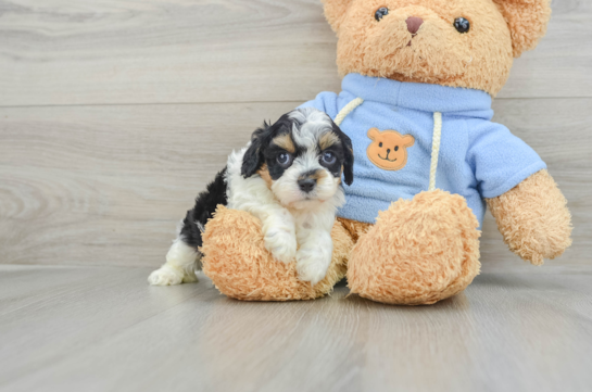 Cavapoo Pup Being Cute