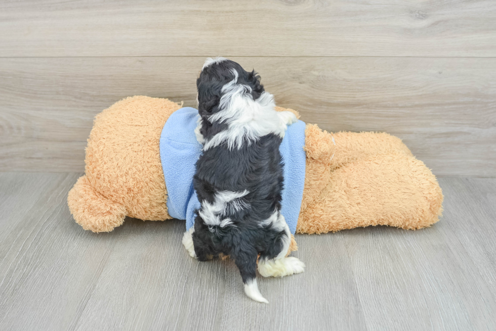 Playful Cavapoodle Poodle Mix Puppy