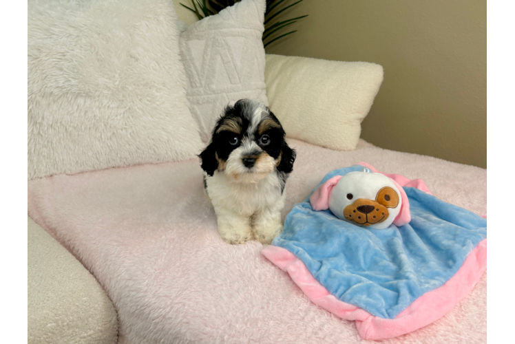 Best Cavapoo Baby