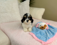 9 week old Cavapoo Puppy For Sale - Lone Star Pups