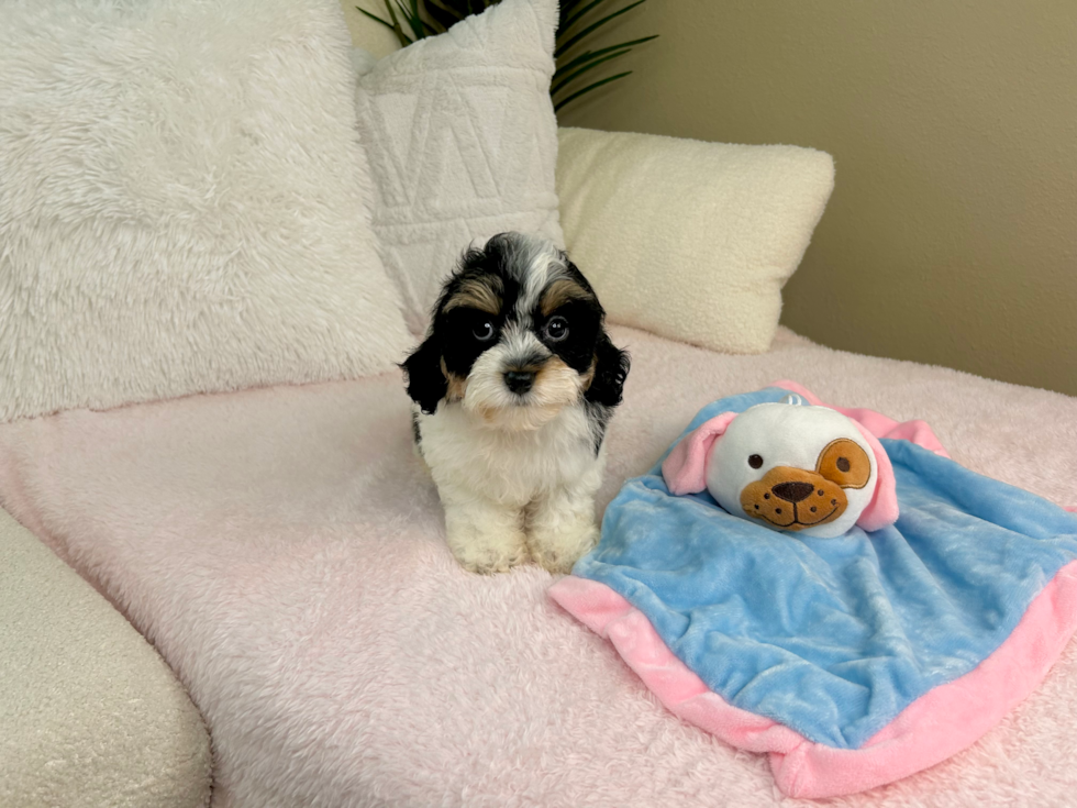 Best Cavapoo Baby