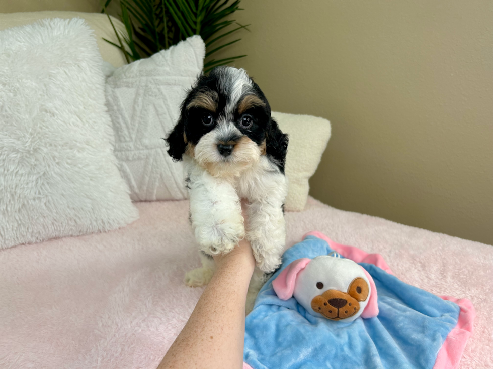 Cavapoo Pup Being Cute