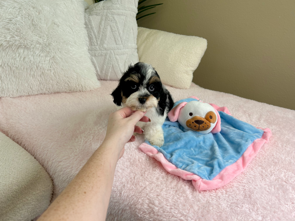 Cavapoo Pup Being Cute