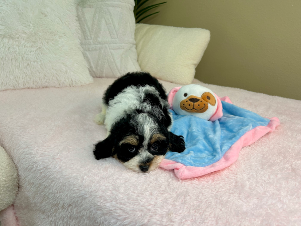 Cute Cavapoo Poodle Mix Pup