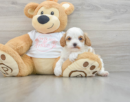 9 week old Cavapoo Puppy For Sale - Lone Star Pups