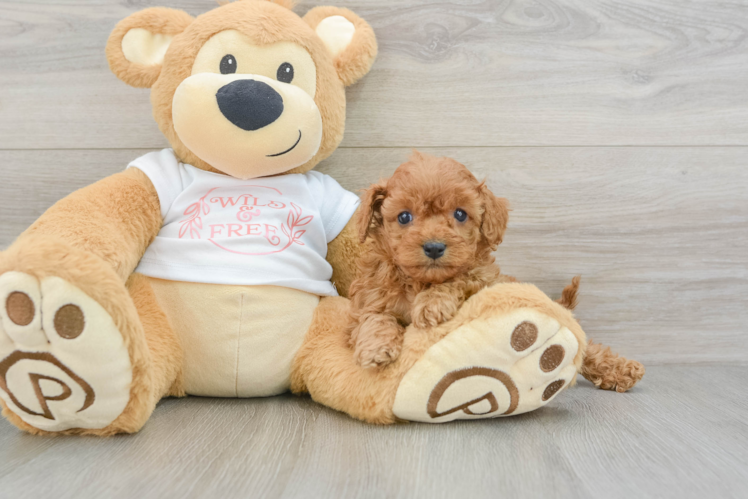 Cute Cavapoo Baby