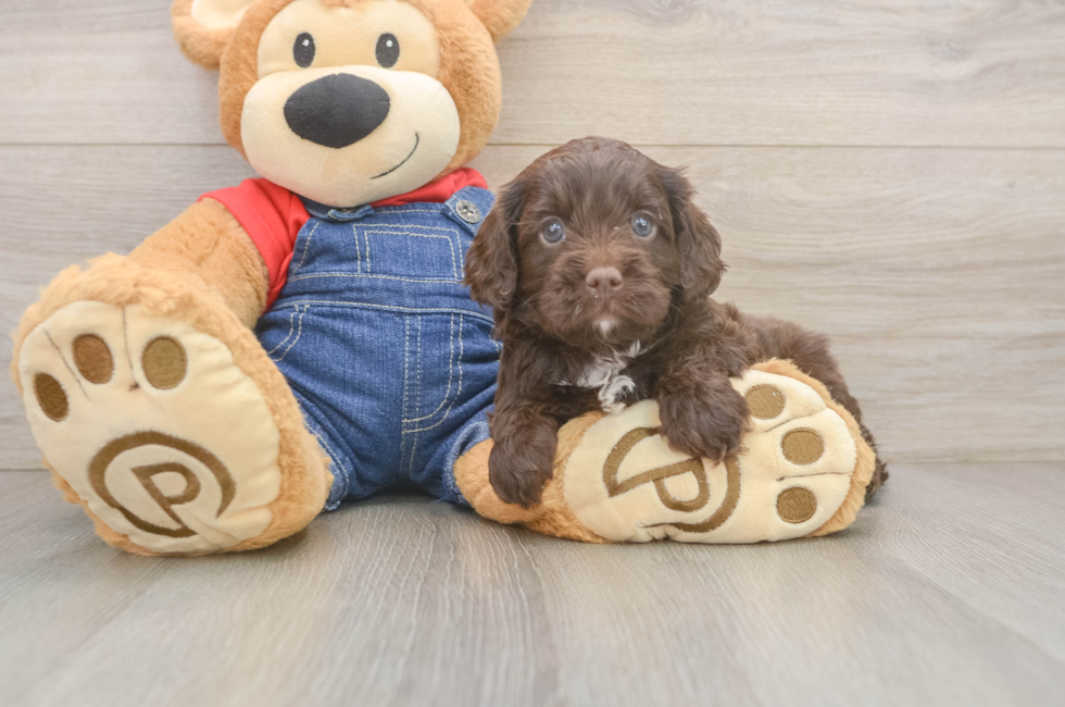 5 week old Cavapoo Puppy For Sale - Lone Star Pups