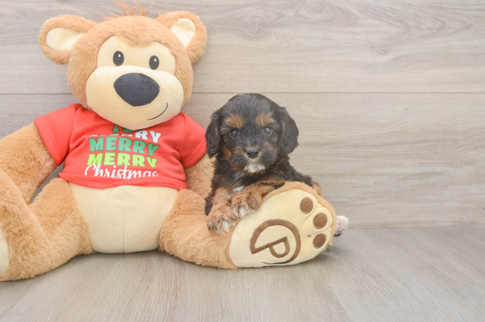 5 week old Cavapoo Puppy For Sale - Lone Star Pups