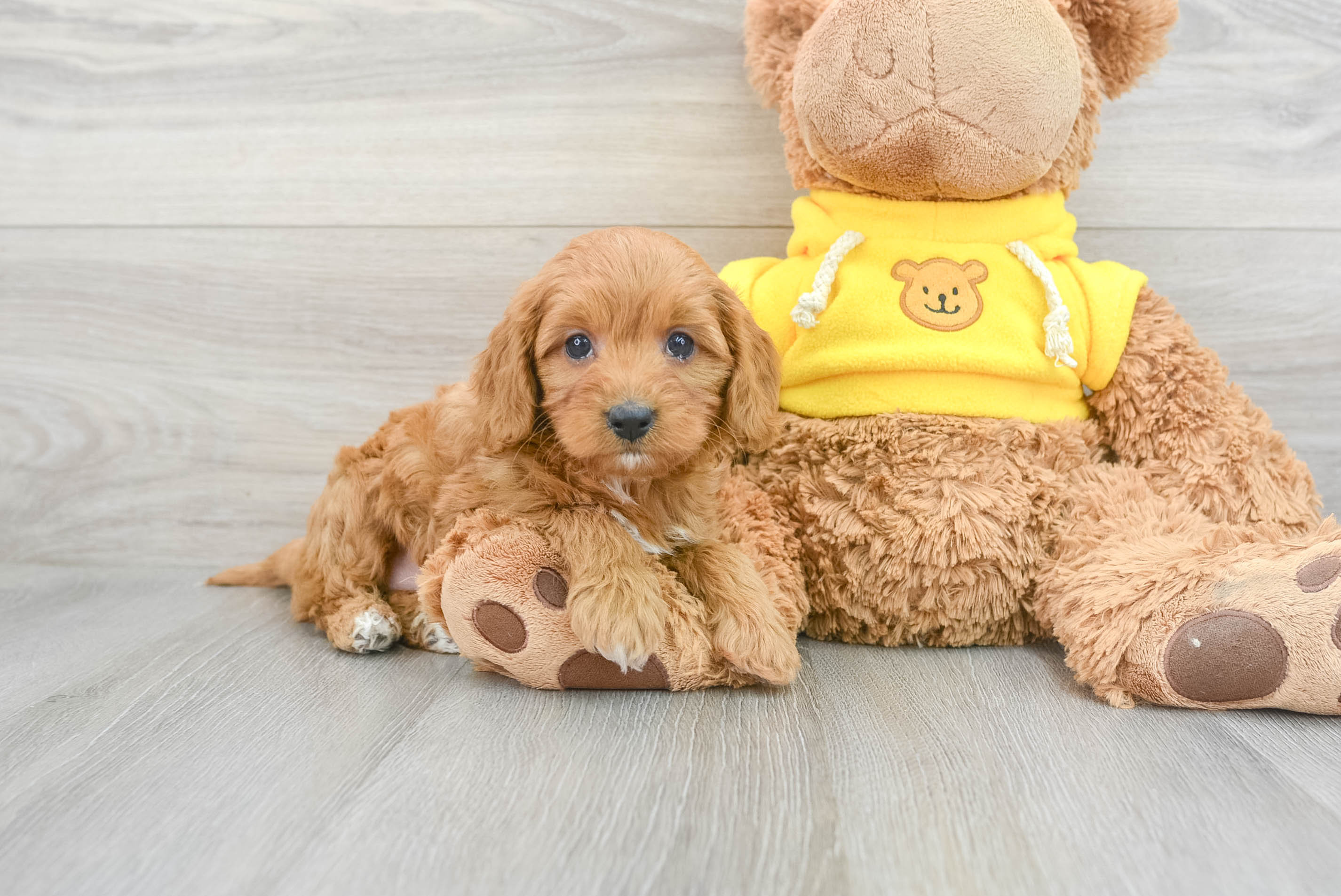 Adorable Cavoodle Poodle Mix Puppy