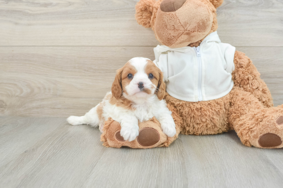 7 week old Cavapoo Puppy For Sale - Lone Star Pups