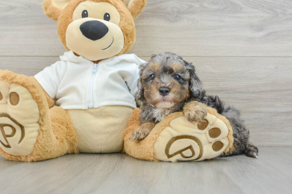 6 week old Cavapoo Puppy For Sale - Lone Star Pups