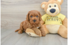 Happy Cavapoo Baby