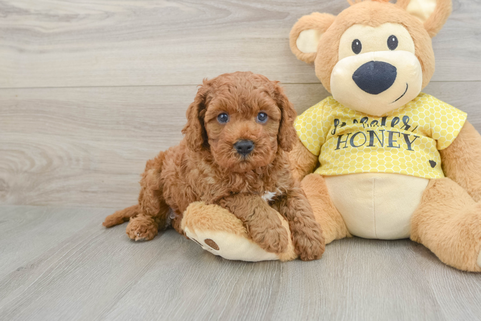 Happy Cavapoo Baby