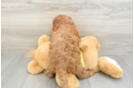 Cavapoo Puppy for Adoption