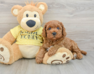 9 week old Cavapoo Puppy For Sale - Lone Star Pups