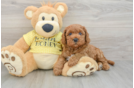 Best Cavapoo Baby
