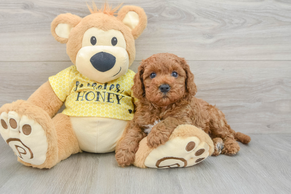 Best Cavapoo Baby
