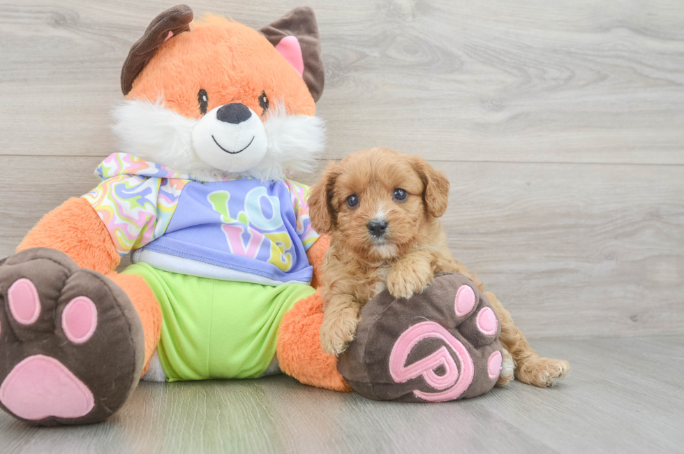 7 week old Cavapoo Puppy For Sale - Lone Star Pups