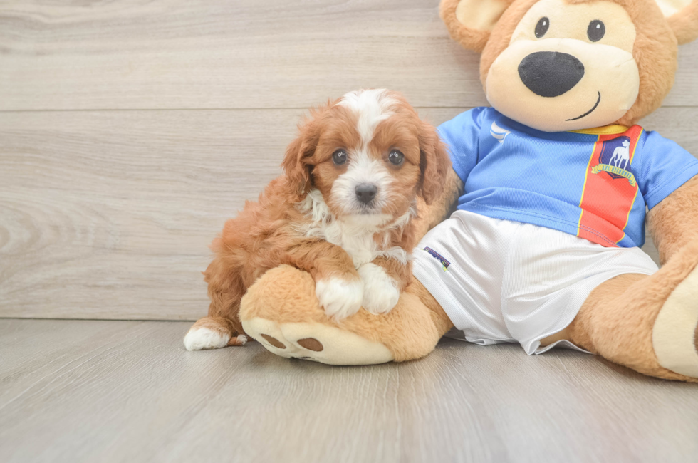 6 week old Cavapoo Puppy For Sale - Lone Star Pups