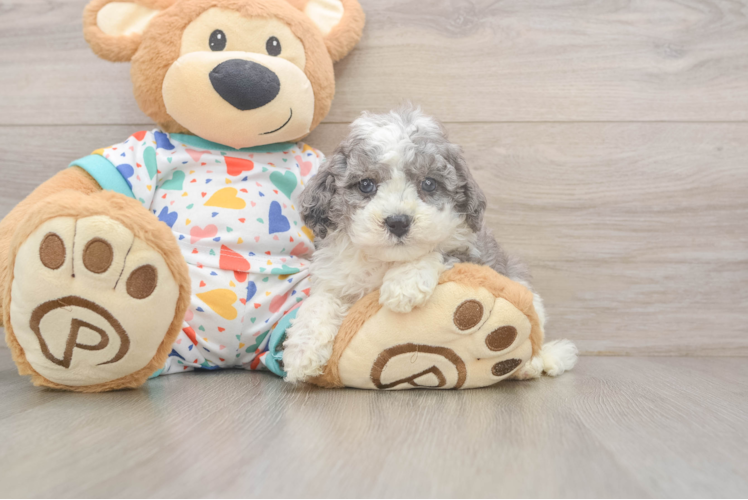 Best Cavapoo Baby
