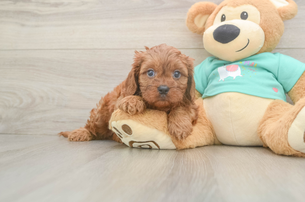 5 week old Cavapoo Puppy For Sale - Lone Star Pups