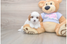 Petite Cavapoo Poodle Mix Pup
