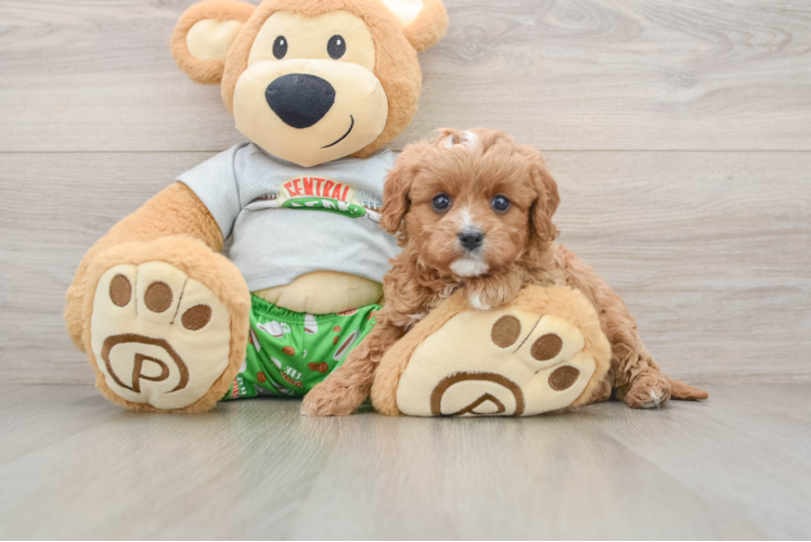 Little Cavipoo Poodle Mix Puppy