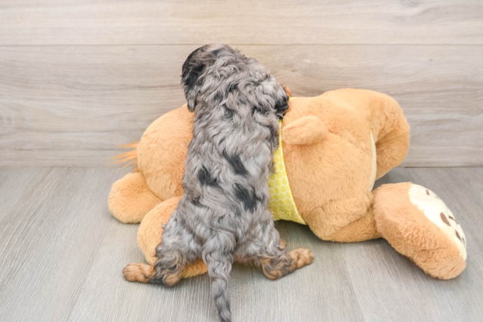 Cavapoo Pup Being Cute