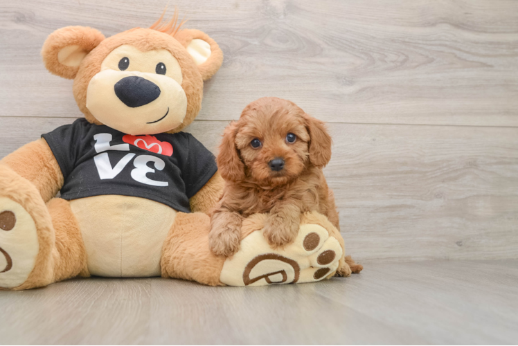 Cavapoo Pup Being Cute
