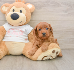 5 week old Cavapoo Puppy For Sale - Lone Star Pups