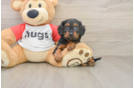 Cavapoo Pup Being Cute