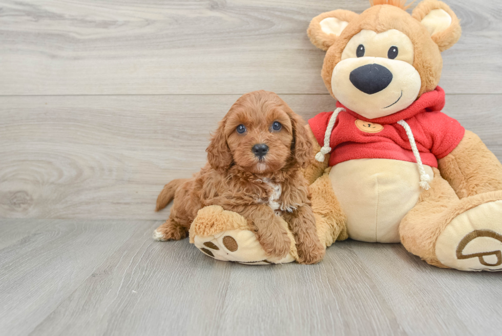 Smart Cavapoo Poodle Mix Pup