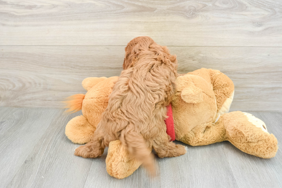 Playful Cavapoodle Poodle Mix Puppy