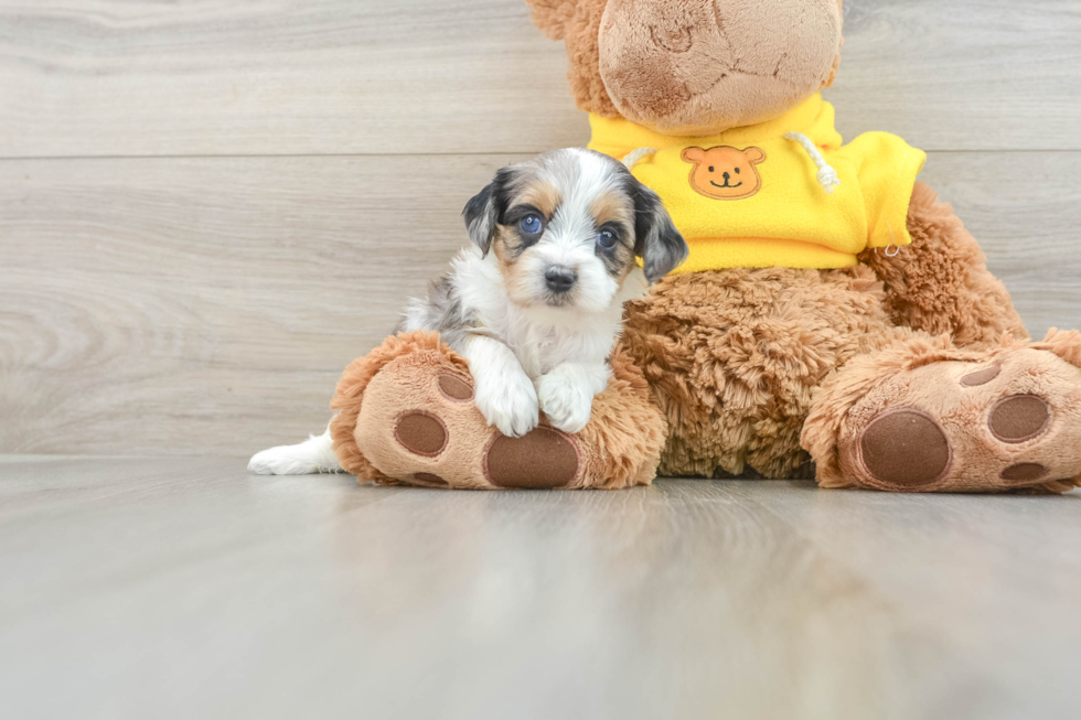 Cavapoo Puppy for Adoption