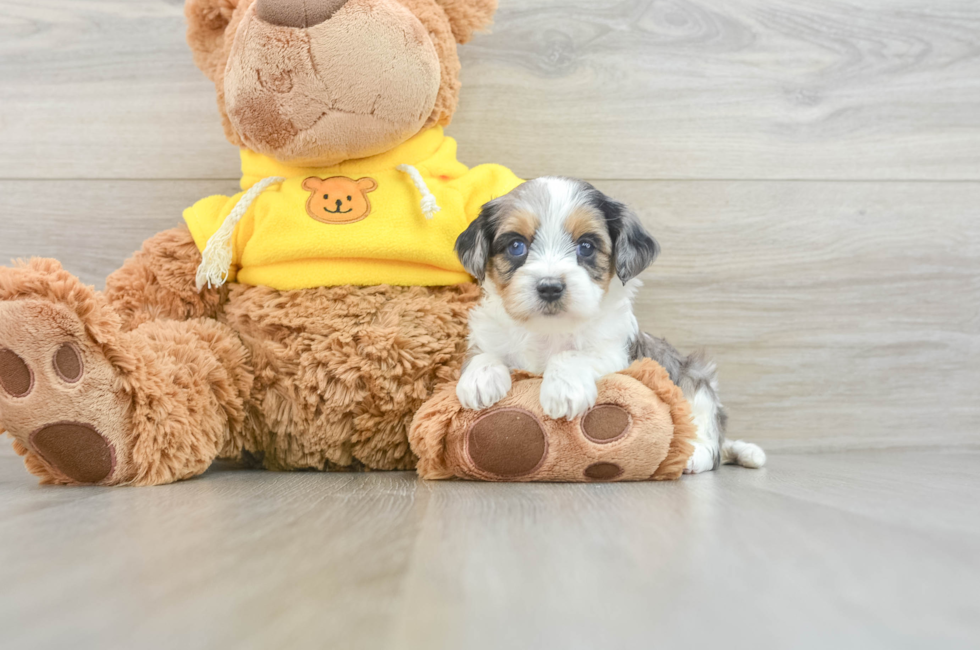 7 week old Cavapoo Puppy For Sale - Lone Star Pups