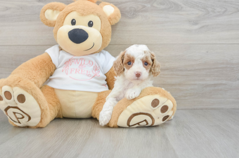 6 week old Cavapoo Puppy For Sale - Lone Star Pups