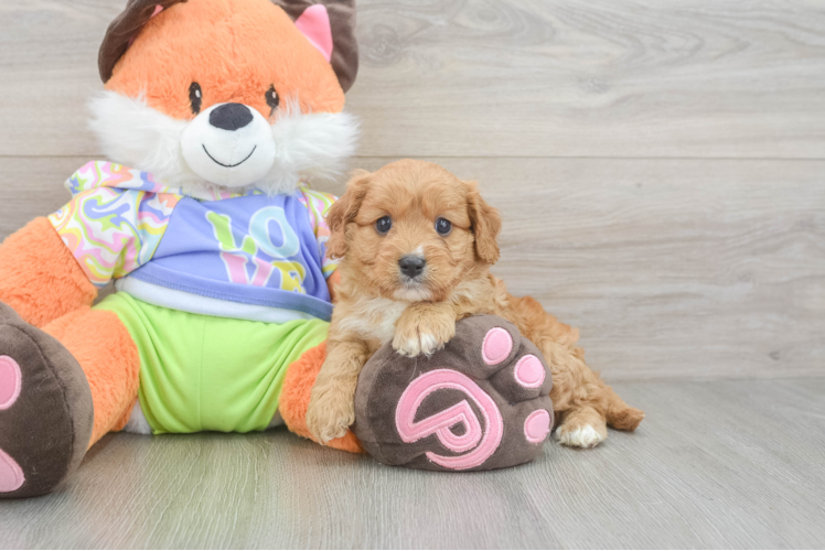 Cavapoo Pup Being Cute