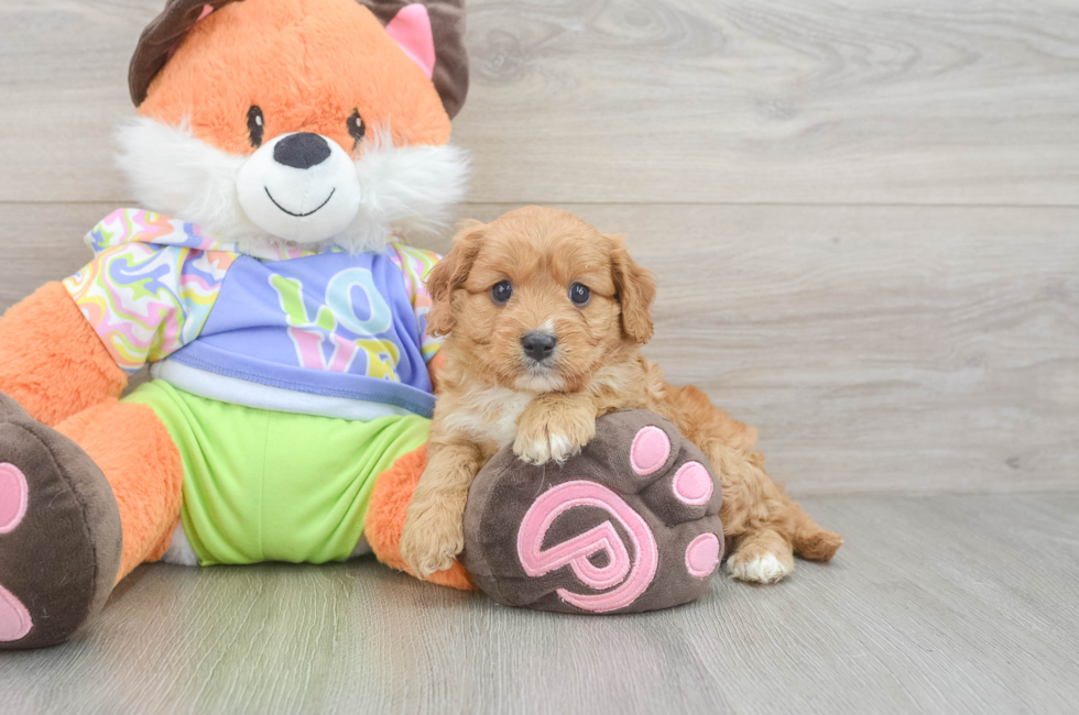 6 week old Cavapoo Puppy For Sale - Lone Star Pups