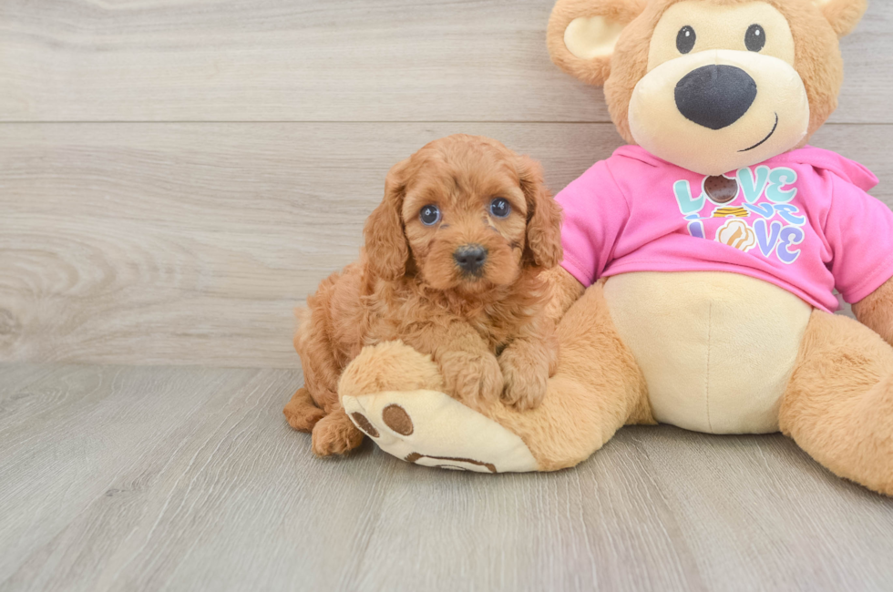 5 week old Cavapoo Puppy For Sale - Lone Star Pups