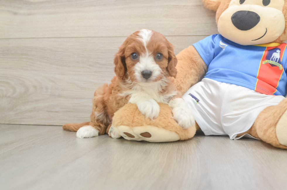 6 week old Cavapoo Puppy For Sale - Lone Star Pups