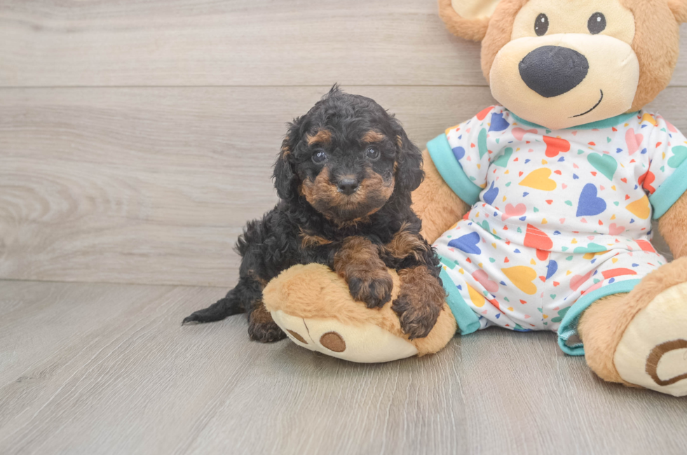 5 week old Cavapoo Puppy For Sale - Lone Star Pups